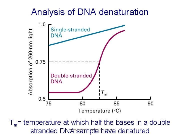 Analysis of DNA denaturation Tm= temperature at which half the bases in a double