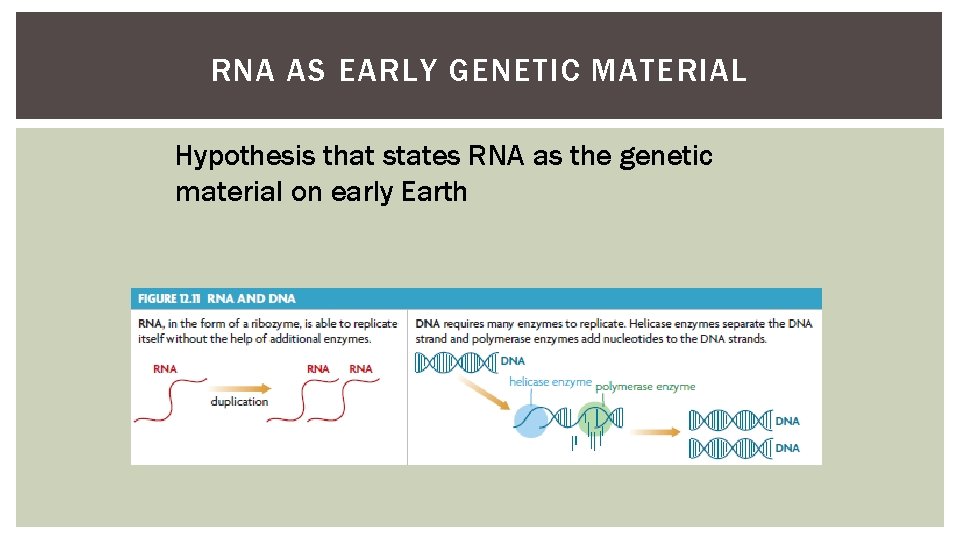 RNA AS EARLY GENETIC MATERIAL Hypothesis that states RNA as the genetic material on
