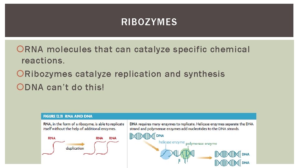 RIBOZYMES RNA molecules that can catalyze specific chemical reactions. Ribozymes catalyze replication and synthesis