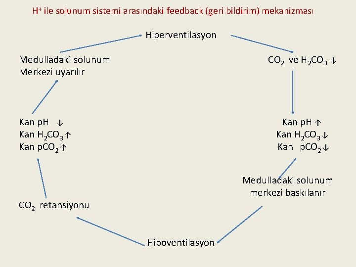 H+ ile solunum sistemi arasındaki feedback (geri bildirim) mekanizması Hiperventilasyon Medulladaki solunum Merkezi uyarılır