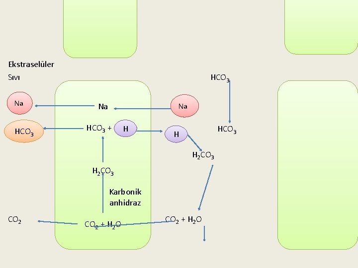 Ekstraselüler Sıvı Na HCO 3 3 HCO 3 Na HCO 3 + H H