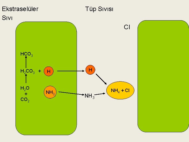 Ekstraselüler Sıvı Tüp Sıvısı Cl HCO 3 H 2 CO 3 + HH H