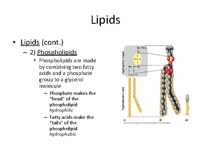 Lipids • Phospholipids are made by combining two fatty acids and a phosphate group