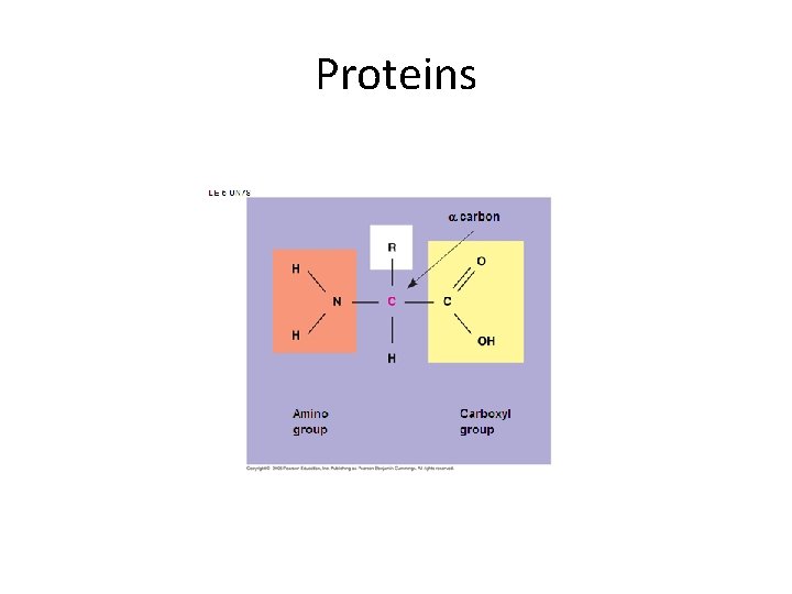 Proteins 