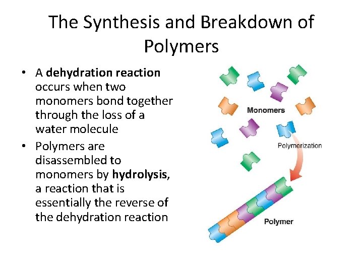 The Synthesis and Breakdown of Polymers • A dehydration reaction occurs when two monomers