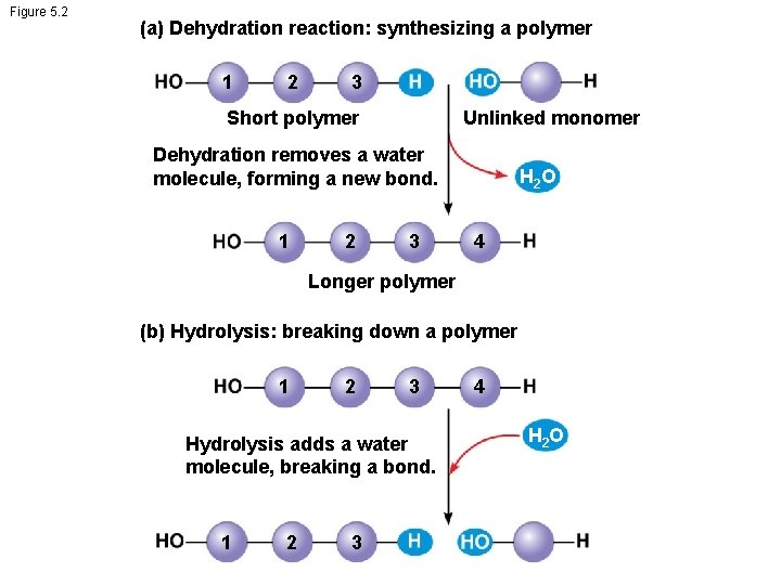 Figure 5. 2 (a) Dehydration reaction: synthesizing a polymer 1 2 3 Short polymer