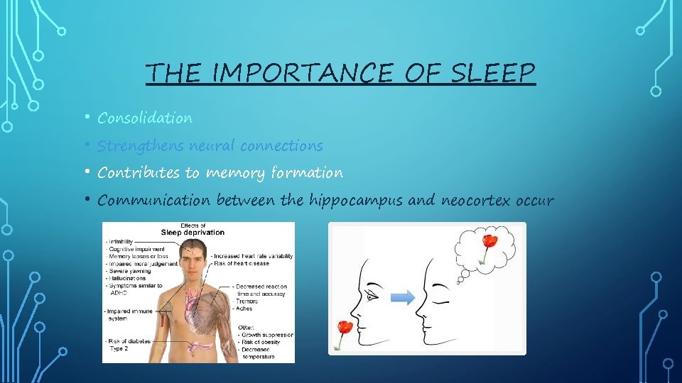 THE IMPORTANCE OF SLEEP • Consolidation • Strengthens neural connections • Contributes to memory