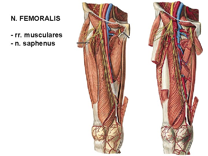 N. FEMORALIS - rr. musculares - n. saphenus 