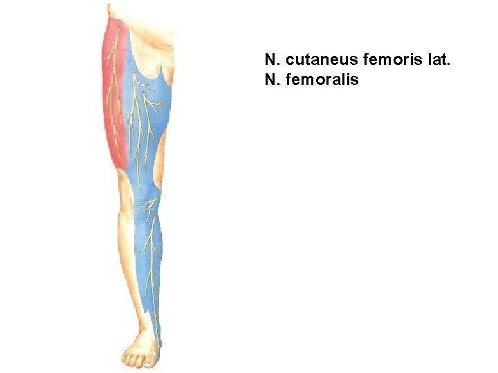 N. cutaneus femoris lat. N. femoralis 