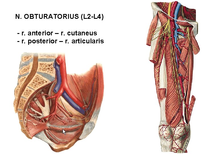 N. OBTURATORIUS (L 2 -L 4) - r. anterior – r. cutaneus - r.