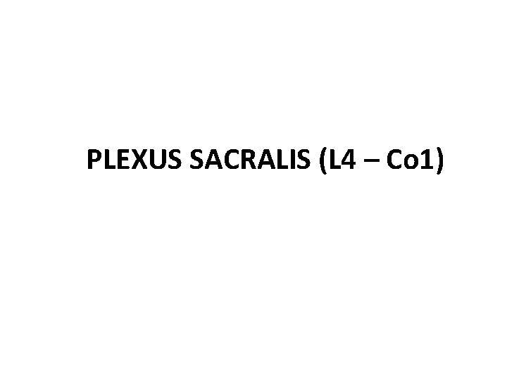 PLEXUS SACRALIS (L 4 – Co 1) 