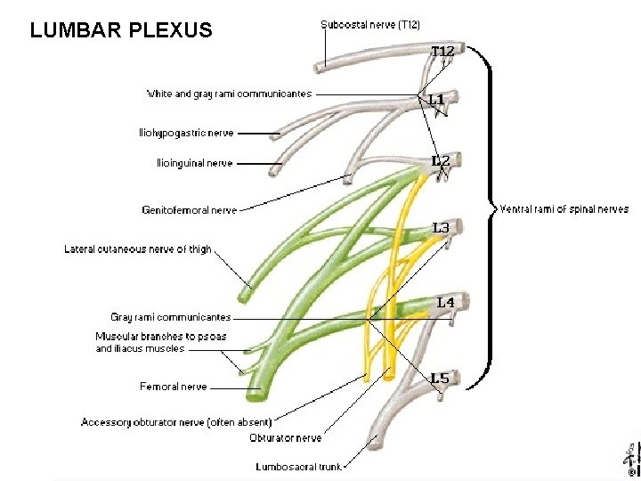 LUMBAR PLEXUS 