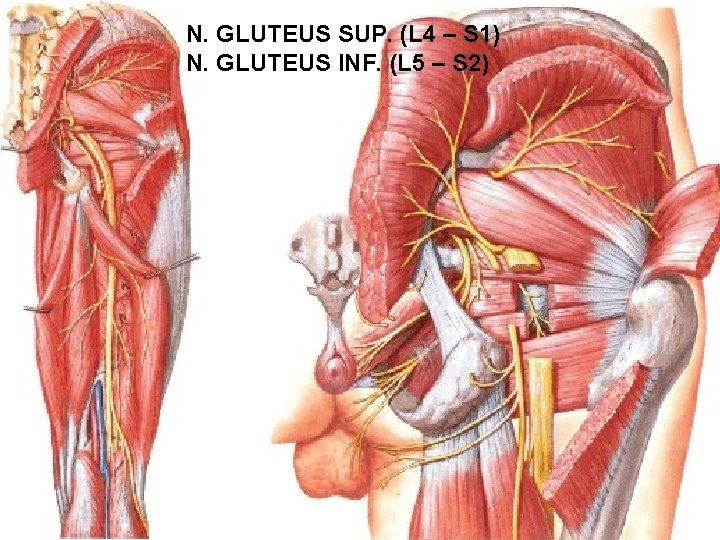 N. GLUTEUS SUP. (L 4 – S 1) N. GLUTEUS INF. (L 5 –