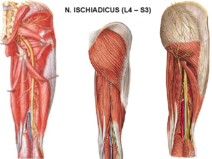 N. ISCHIADICUS (L 4 – S 3) 