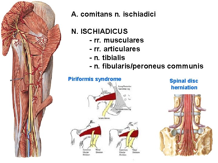 A. comitans n. ischiadici N. ISCHIADICUS - rr. musculares - rr. articulares - n.