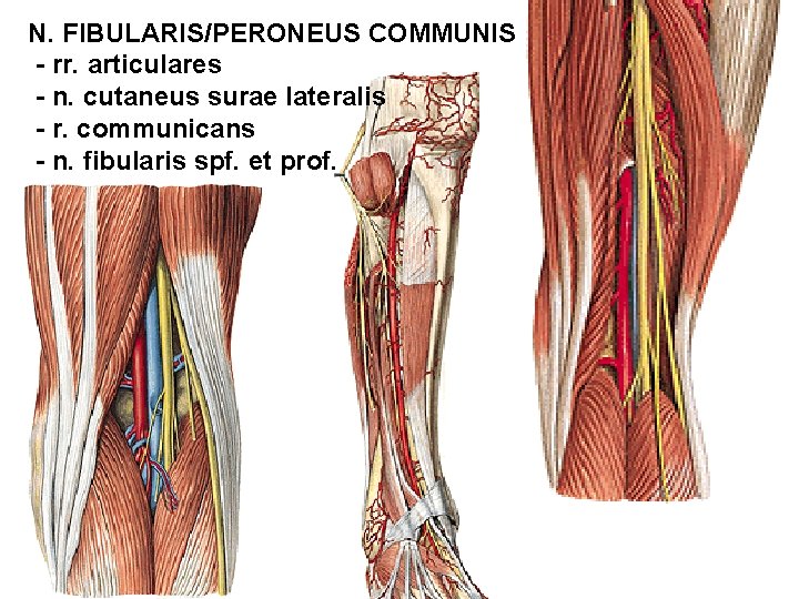 N. FIBULARIS/PERONEUS COMMUNIS - rr. articulares - n. cutaneus surae lateralis - r. communicans