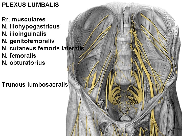 PLEXUS LUMBALIS Rr. musculares N. iliohypogastricus N. ilioinguinalis N. genitofemoralis N. cutaneus femoris lateralis