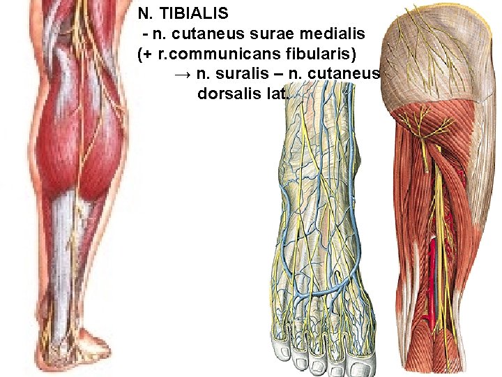 N. TIBIALIS - n. cutaneus surae medialis (+ r. communicans fibularis) → n. suralis