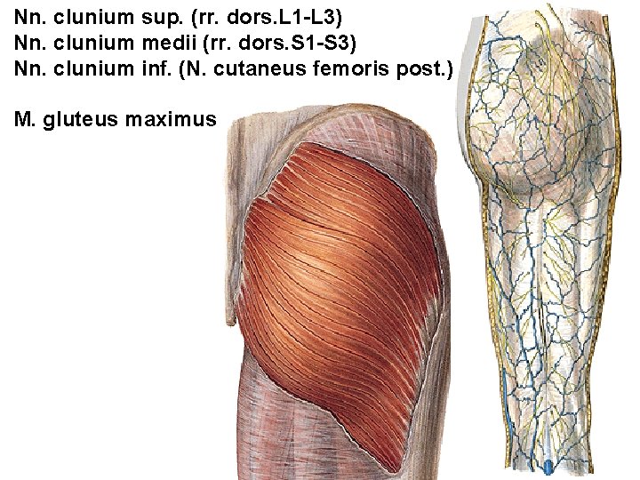 Nn. clunium sup. (rr. dors. L 1 -L 3) Nn. clunium medii (rr. dors.