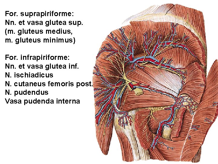 For. suprapiriforme: Nn. et vasa glutea sup. (m. gluteus medius, m. gluteus minimus) For.