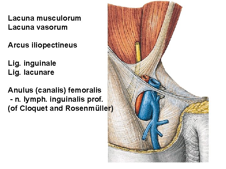 Lacuna musculorum Lacuna vasorum Arcus iliopectineus Lig. inguinale Lig. lacunare Anulus (canalis) femoralis -