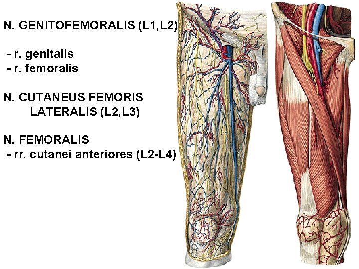 N. GENITOFEMORALIS (L 1, L 2) - r. genitalis - r. femoralis N. CUTANEUS