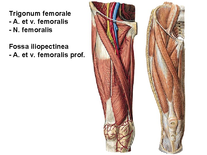 Trigonum femorale - A. et v. femoralis - N. femoralis Fossa iliopectinea - A.