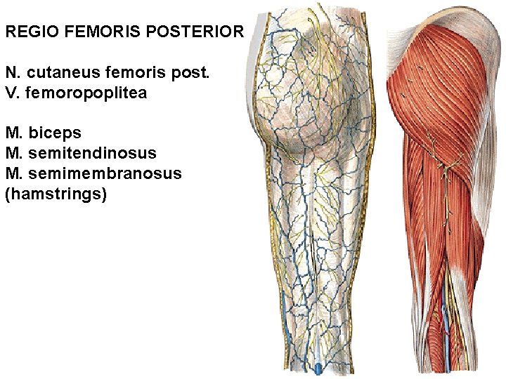REGIO FEMORIS POSTERIOR N. cutaneus femoris post. V. femoropoplitea M. biceps M. semitendinosus M.