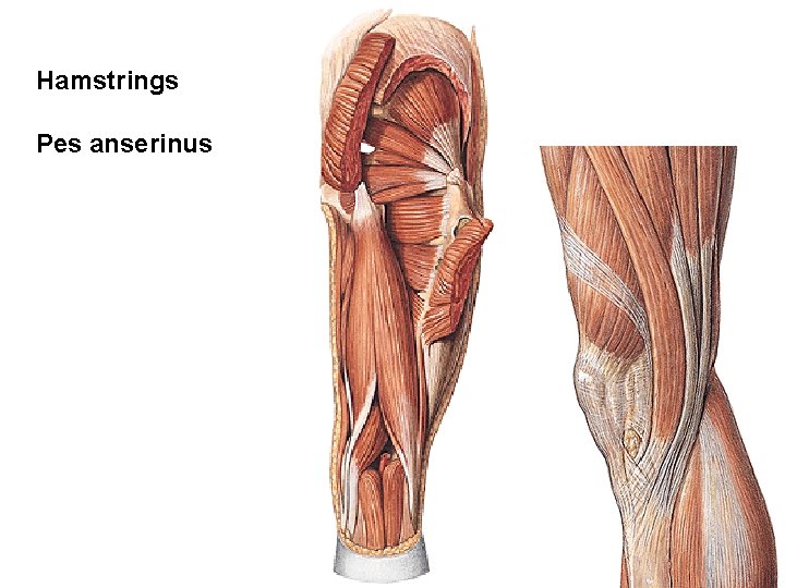 Hamstrings Pes anserinus 