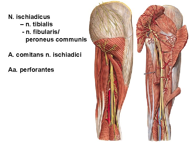 N. ischiadicus – n. tibialis - n. fibularis/ peroneus communis A. comitans n. ischiadici