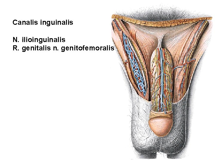 Canalis inguinalis N. ilioinguinalis R. genitalis n. genitofemoralis 