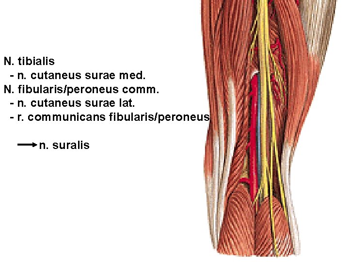 N. tibialis - n. cutaneus surae med. N. fibularis/peroneus comm. - n. cutaneus surae