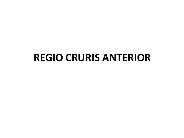 REGIO CRURIS ANTERIOR 