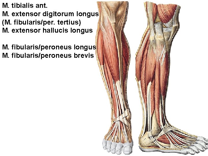 M. tibialis ant. M. extensor digitorum longus (M. fibularis/per. tertius) M. extensor hallucis longus