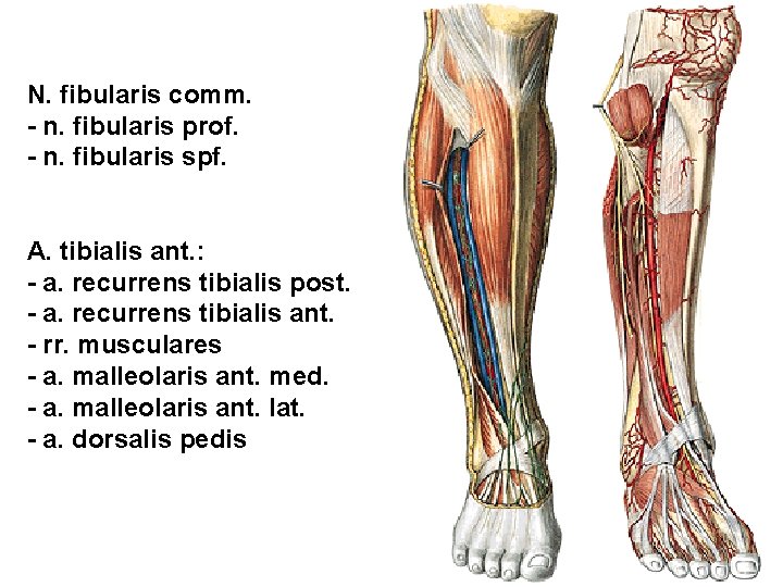 N. fibularis comm. - n. fibularis prof. - n. fibularis spf. A. tibialis ant.