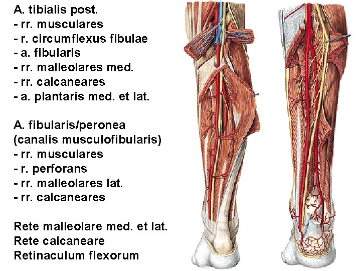 A. tibialis post. - rr. musculares - r. circumflexus fibulae - a. fibularis -