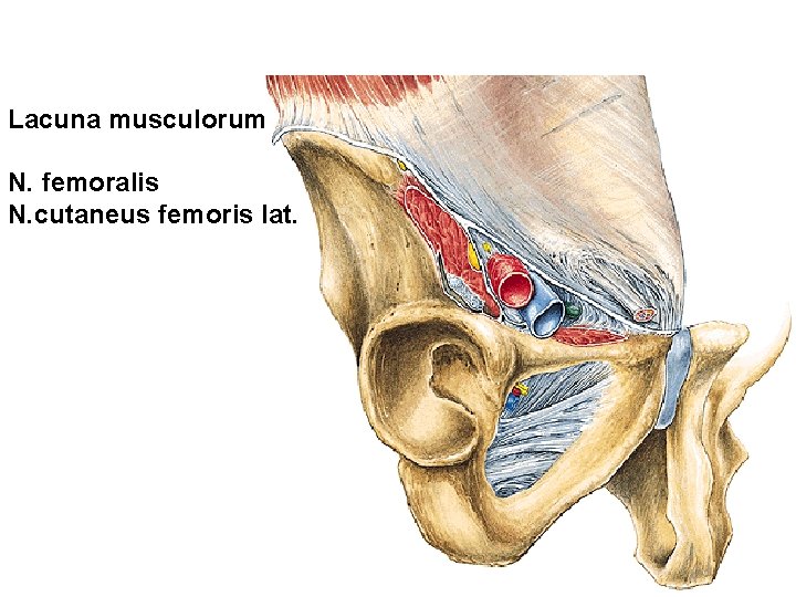 Lacuna musculorum N. femoralis N. cutaneus femoris lat. 