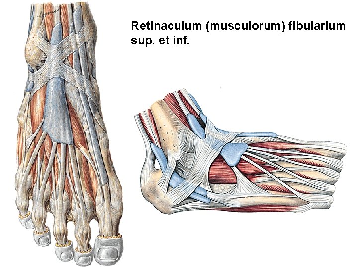 Retinaculum (musculorum) fibularium sup. et inf. 