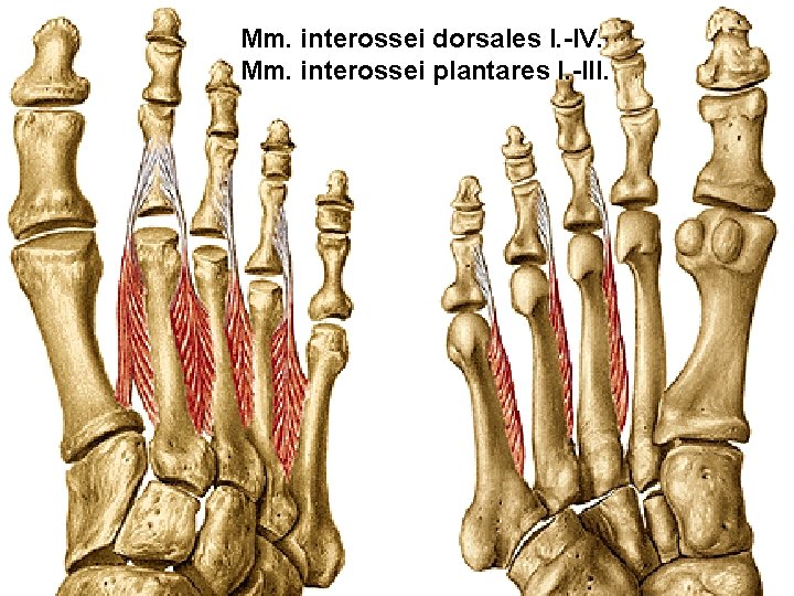 Mm. interossei dorsales I. -IV. Mm. interossei plantares I. -III. 