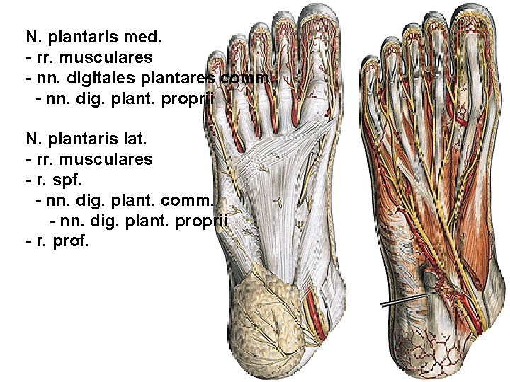 N. plantaris med. - rr. musculares - nn. digitales plantares comm. - nn. dig.