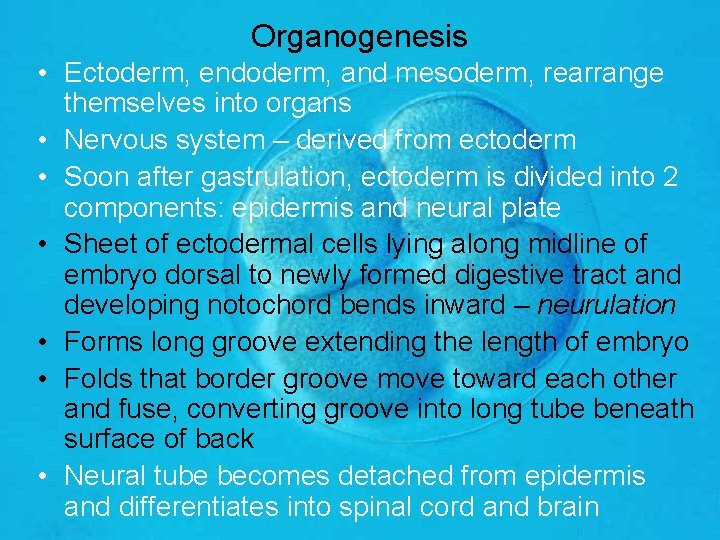Organogenesis • Ectoderm, endoderm, and mesoderm, rearrange themselves into organs • Nervous system –
