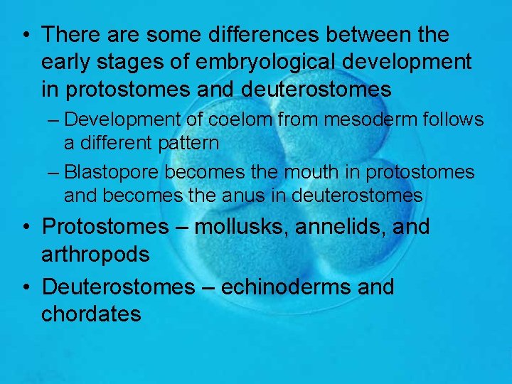  • There are some differences between the early stages of embryological development in