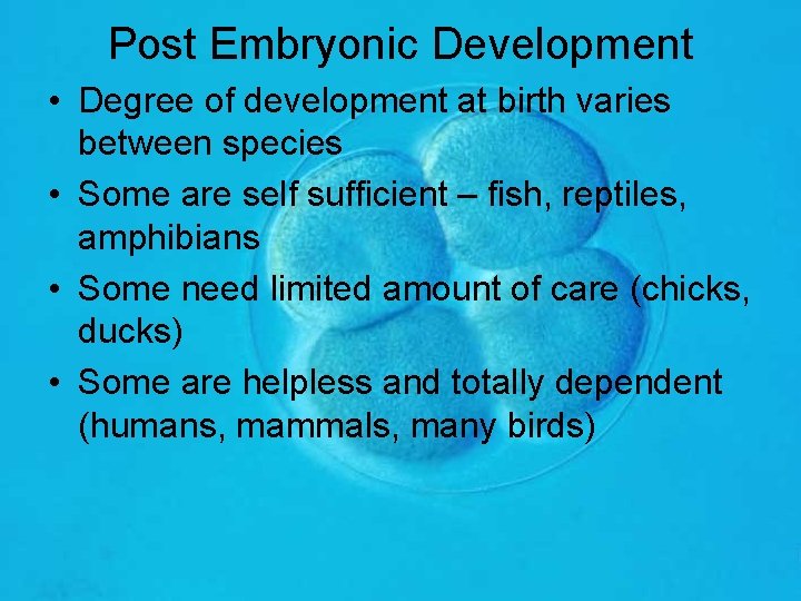 Post Embryonic Development • Degree of development at birth varies between species • Some