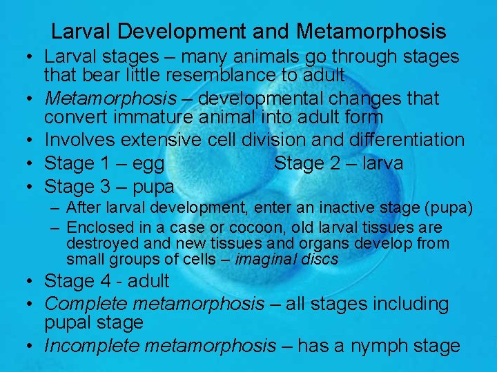 Larval Development and Metamorphosis • Larval stages – many animals go through stages that