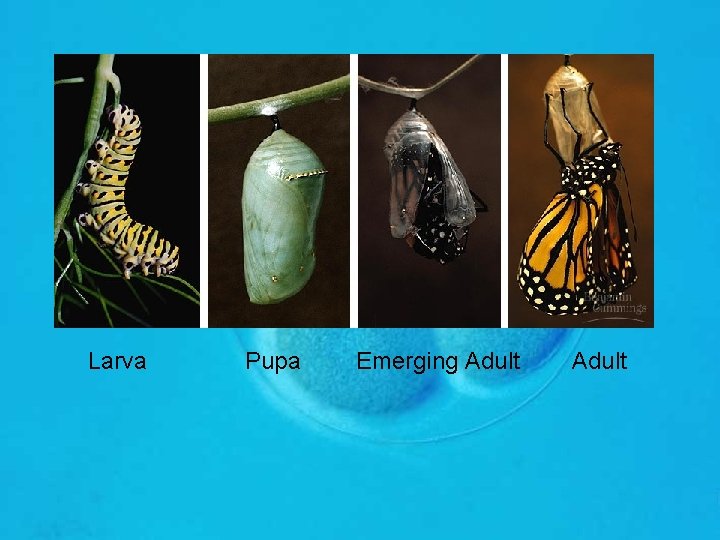 Larva Pupa Emerging Adult 