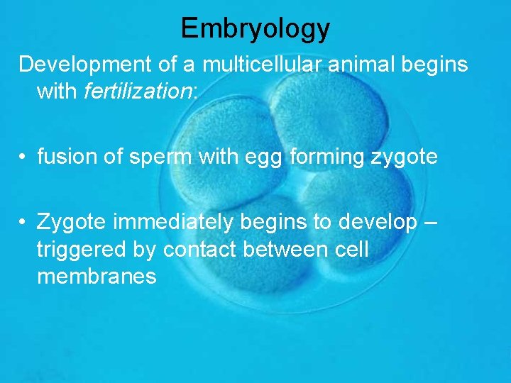 Embryology Development of a multicellular animal begins with fertilization: • fusion of sperm with