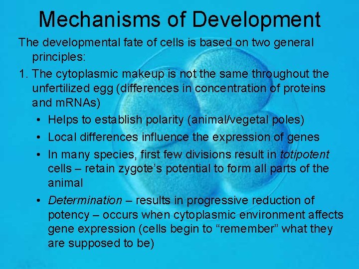 Mechanisms of Development The developmental fate of cells is based on two general principles: