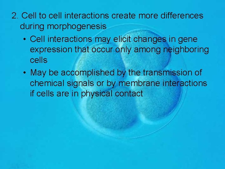 2. Cell to cell interactions create more differences during morphogenesis • Cell interactions may