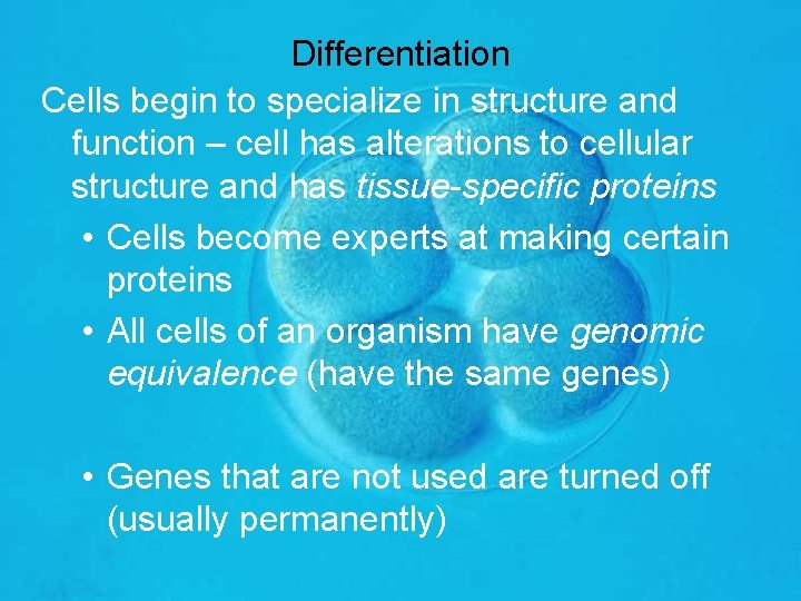 Differentiation Cells begin to specialize in structure and function – cell has alterations to