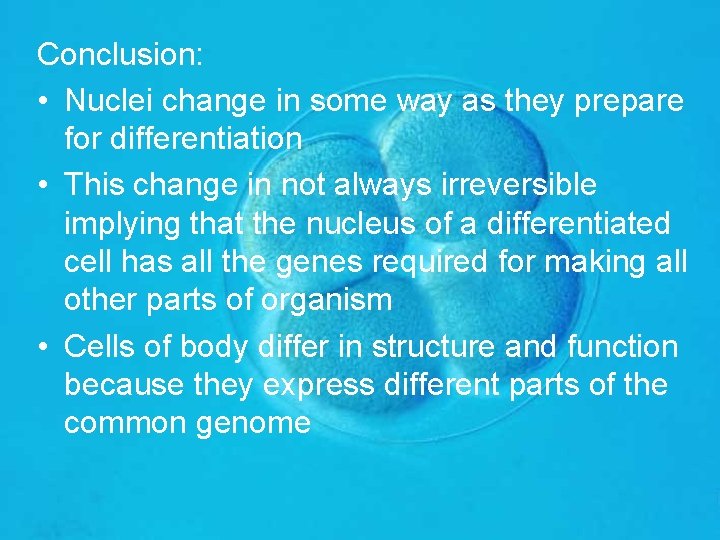 Conclusion: • Nuclei change in some way as they prepare for differentiation • This